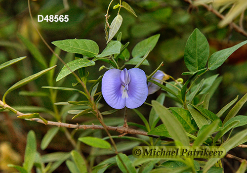 Coastal Butterfly-Pea (Centrosema virginianum)